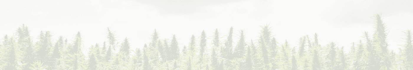 Cannabispflanzen
